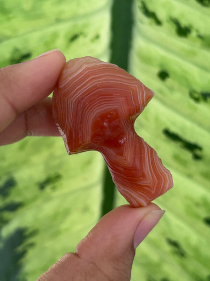 Gobi Agate Mushroom